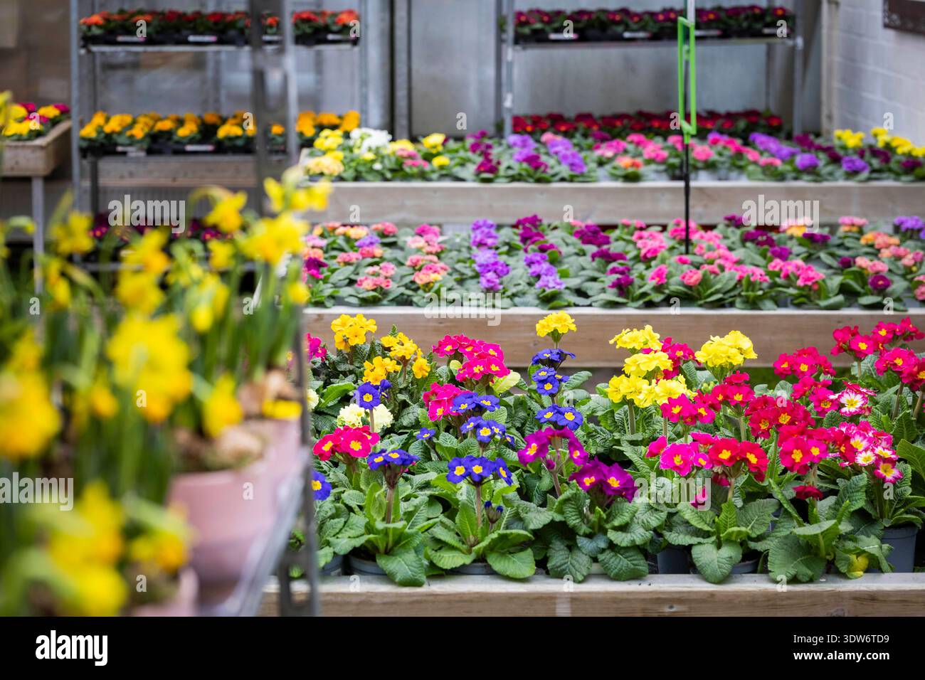 Auswahl an bunt blühenden hohen Schlüsselblumen Einheimische Schlüsselblumenart, Himmelsschlüssel, Primula elatior stehen im Blumenladen auf einem Verkaufstisch bereit und warten darauf in den Garten gepflanzt zu werden. Violettblaue, gelbe, lila und pinke Einzelblüten mit leuchtend gelber Mitte. Im Vordergrund sind noch ein paar Narzissen erkennbar. 25.02.2026 Gartensaison eröffnet *** Selezione di sdrucciolevoli e colorate specie native, Primula elatior, sono pronte su un tavolo di vendita nel negozio di fiori e aspettano di essere piantate nel giardino Viola-blu, giallo, viola e rosa Foto Stock
