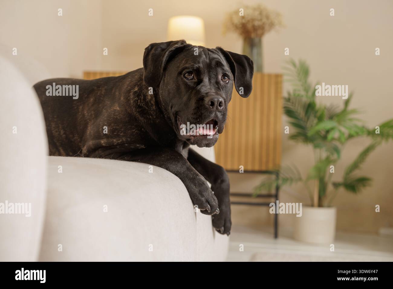 Brindle cane corso adagiato su un divano in un accogliente salotto interno. Cane da guardia domestica rilassato a casa con una calda atmosfera di stile di vita. Foto Stock