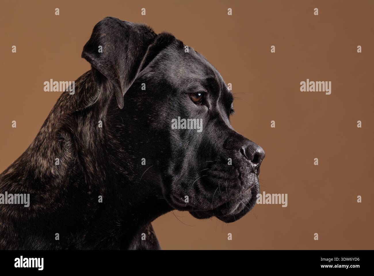 Primo piano ritratto del profilo laterale di un brindle cane corso su un caldo sfondo studio. Potente cane da guardia purosangue isolato con facciale dettagliato Foto Stock