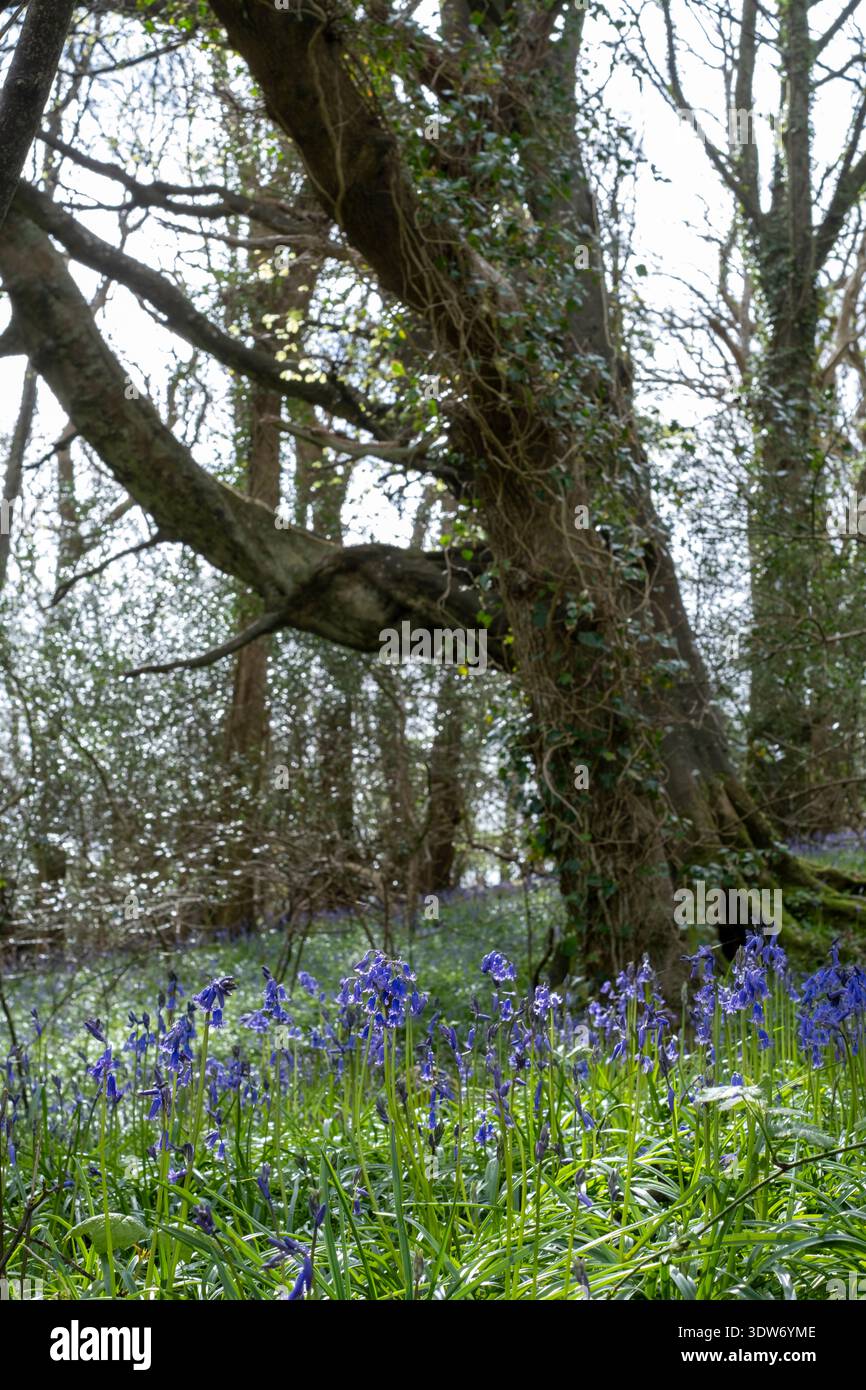 Campanelli che crescono in un bosco inglese in primavera Foto Stock