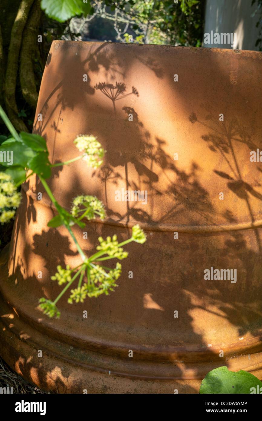 Riflessi di prezzemolo di mucca su una pentola di terracotta Foto Stock