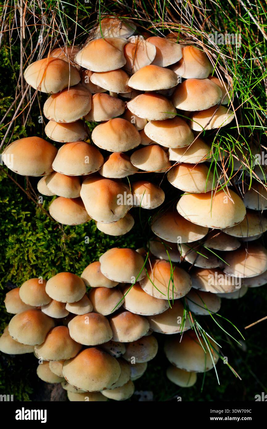 Funghi, testa di zolfo con lievito verde, Hypholoma fasciculare, funghi foglie Foto Stock
