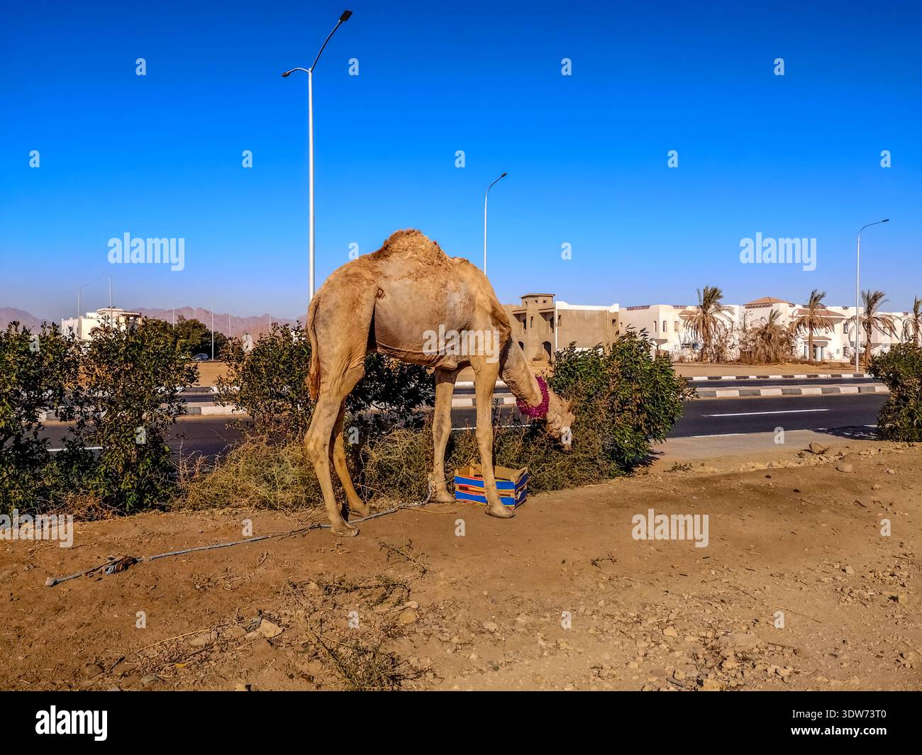 Fuggito dal cammello con una corda sulla gamba sullo sfondo della città tropicale di Sharm El Sheikh (Egitto). Il dromedario mangia le foglie dai cespugli Foto Stock
