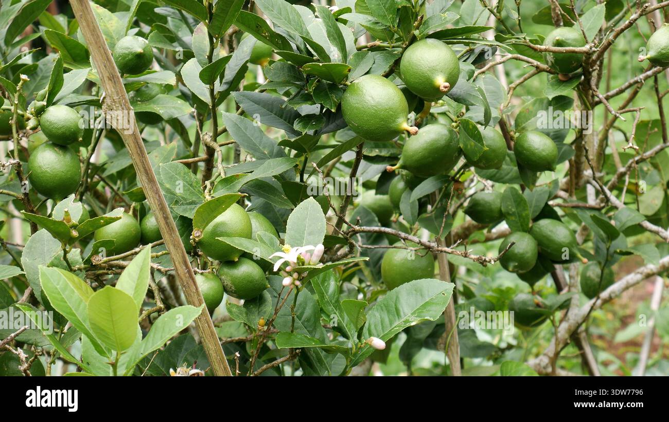 Grappolo di lime verde (Citrus aurantiifolia) con piccoli fiori bianchi sul ramo. Ideale per libri di testo botanici, agricoltura o terreni alimentari biologici. Foto Stock