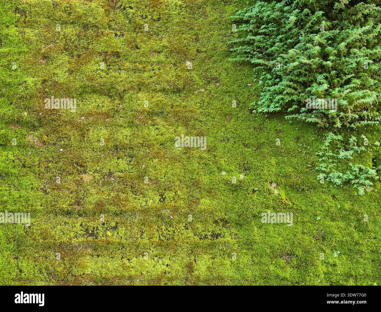 Consistenza di un muro di mattoni ricoperto di muschio e piante selvatiche verdi Foto Stock