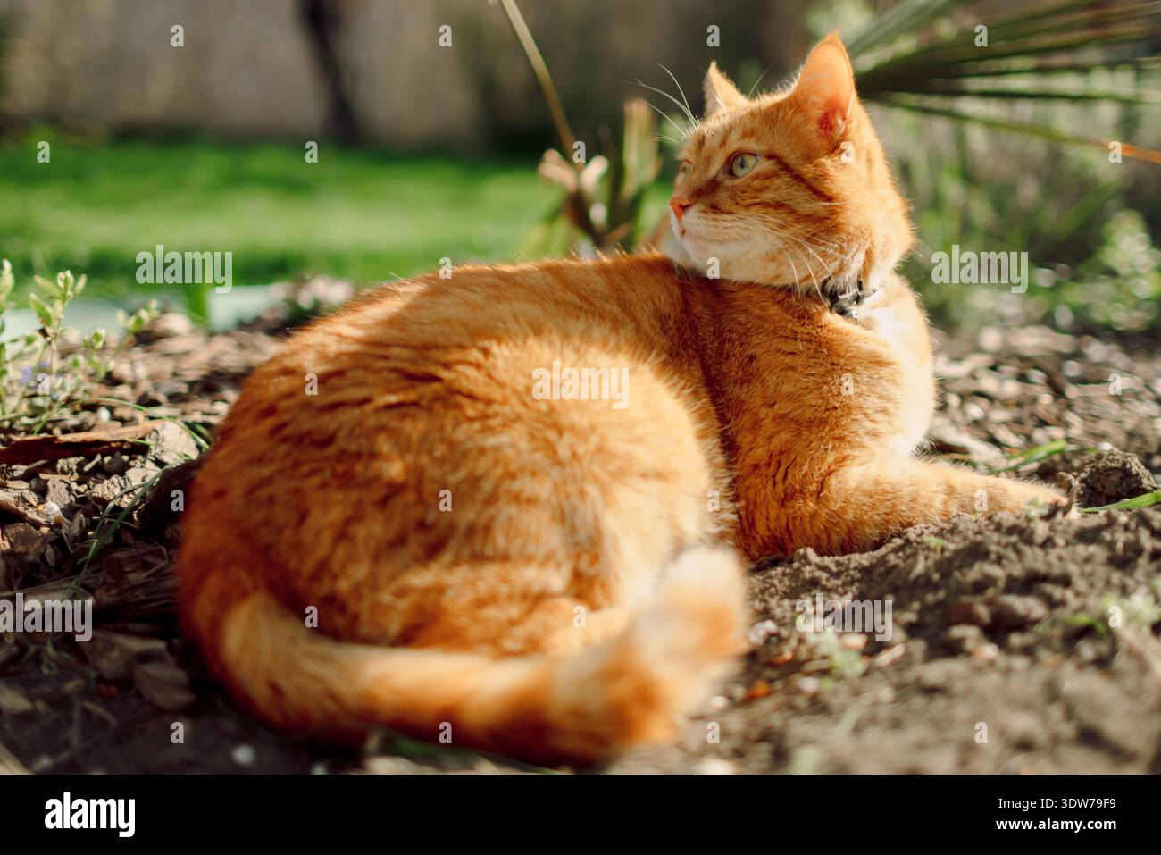 Gatto dello zenzero all'aperto. Gatto arancione peloso che si rilassa in giardino con la luce del sole Foto Stock