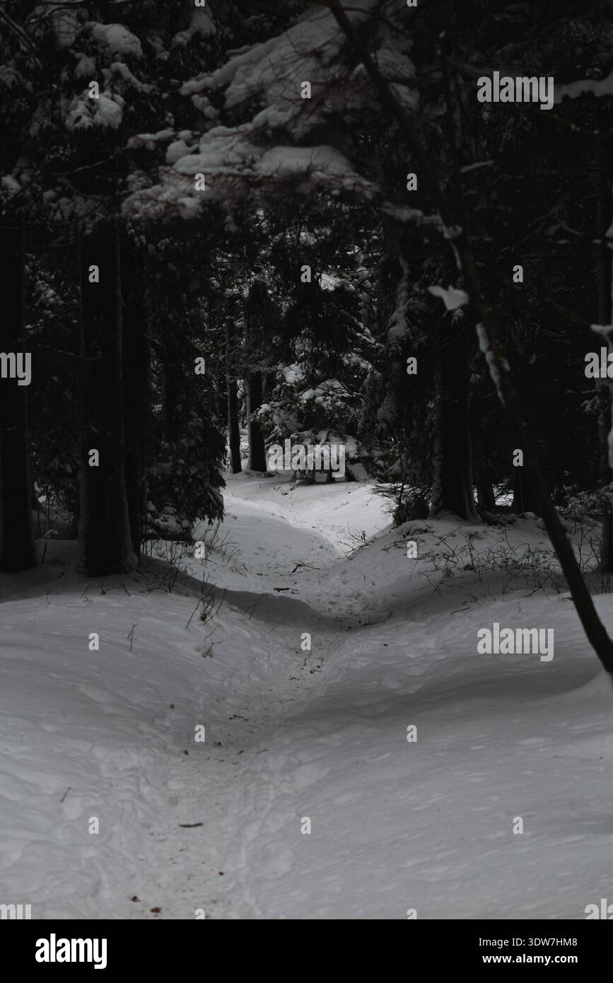 Uno stretto sentiero innevato conduce attraverso una foresta buia e densa sempreverde, illuminata da una luce soffusa alla fine di un tunnel albero naturale, creando un mistero Foto Stock