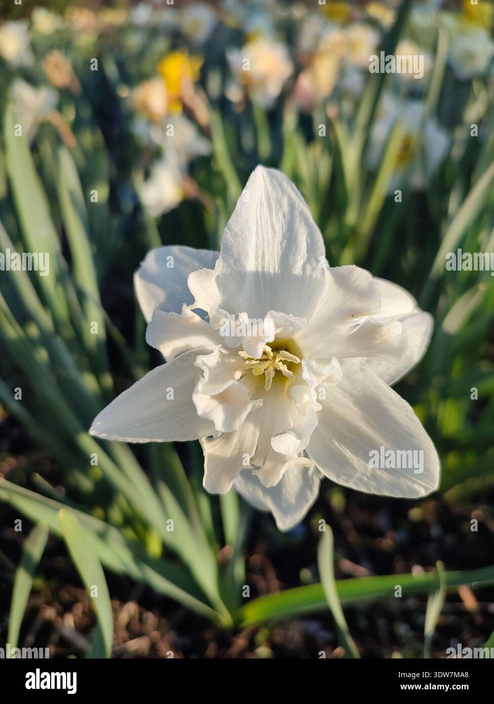 Fioritura di narciso in mano. Narciso varietale in fiore con petali bianchi in infiorescenza che cresce a terra nella soleggiata giornata primaverile. Selezione selezione selezione selezione. Agricoltura agricola giardinaggio Foto Stock