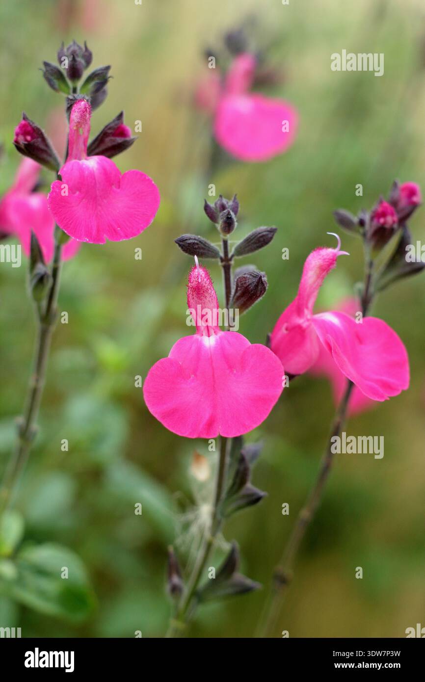 Salvia. Salvias. Fiori rosa neon di Salvia microphylla "Anguria selvatica", Salvia x jamensis Anguria selvatica, un salvia aromatico e a lunga fioritura Foto Stock
