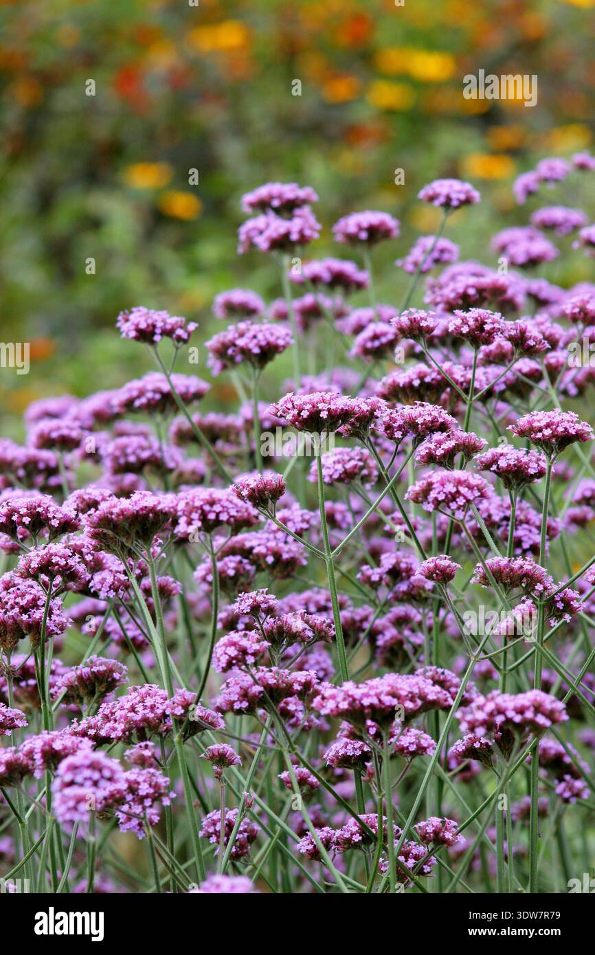 Verbena bonariensis, un'alta perenne che porta ammassi di fiori viola, al confine estivo del giardino inglese Foto Stock