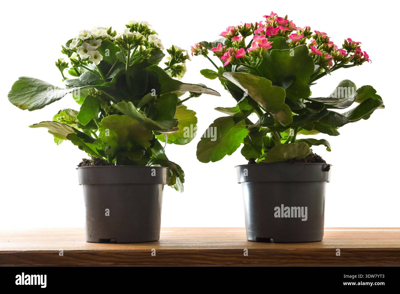 Due piante di calcani in vaso con fiori bianchi e rosa isolati su uno sfondo chiaro, esposti su una superficie in legno con luce naturale soffusa. Foto Stock