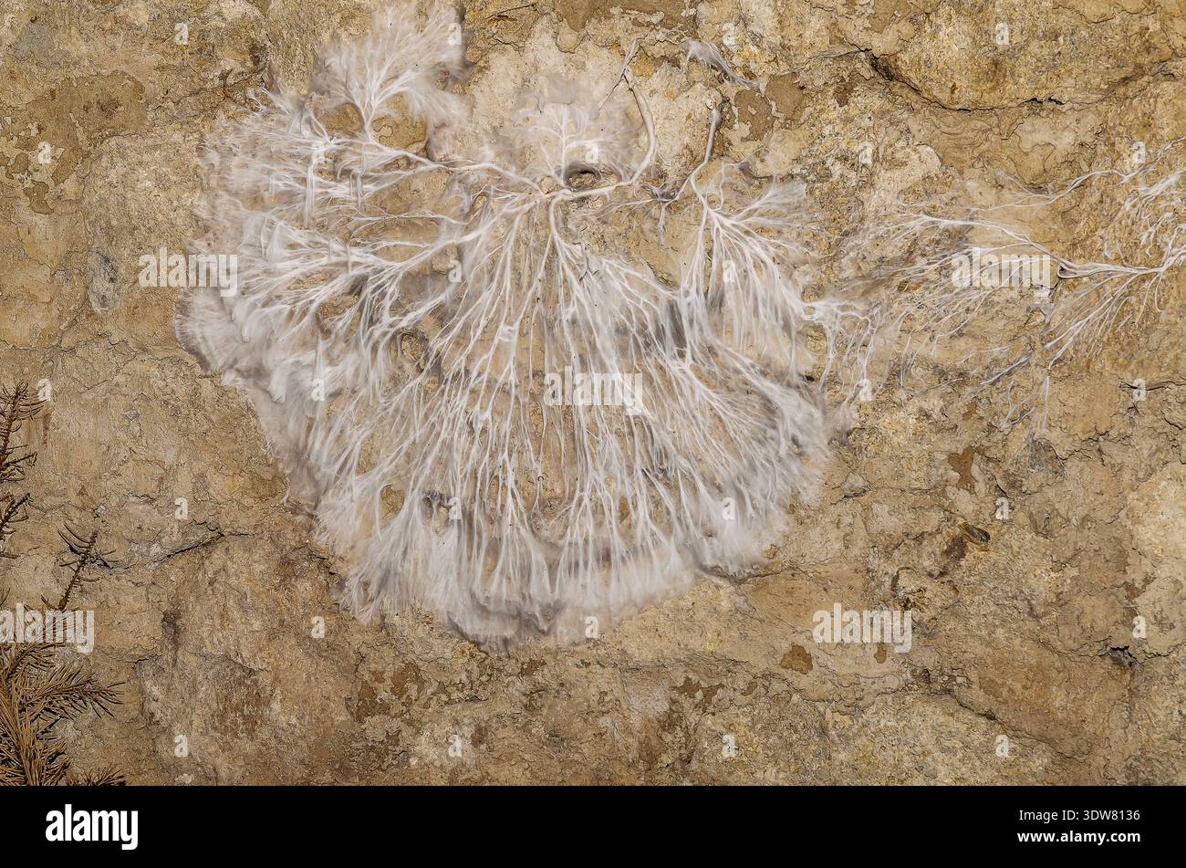 Primo piano del micelio bianco che forma un'intricata rete sotterranea sulla superficie del suolo. Concetto di sistema di comunicazione naturale, connettività biologica Foto Stock