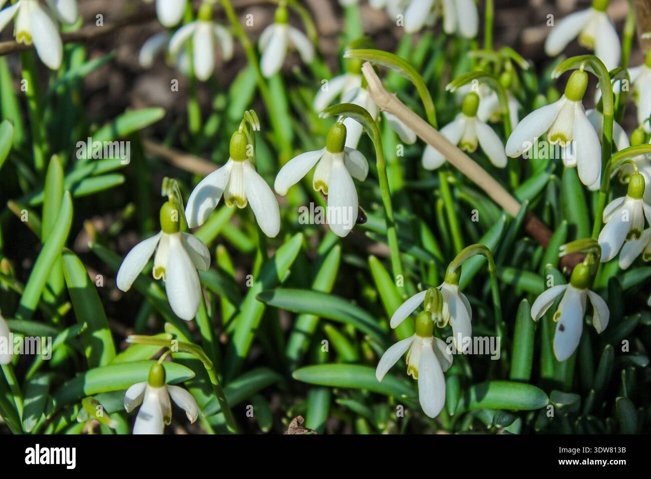 All'inizio della primavera fioriscono delicate gocce di neve. I loro fiori bianchi a forma di campana con segni verdi pendono da steli sottili sopra foglie di verde scuro. Foto Stock