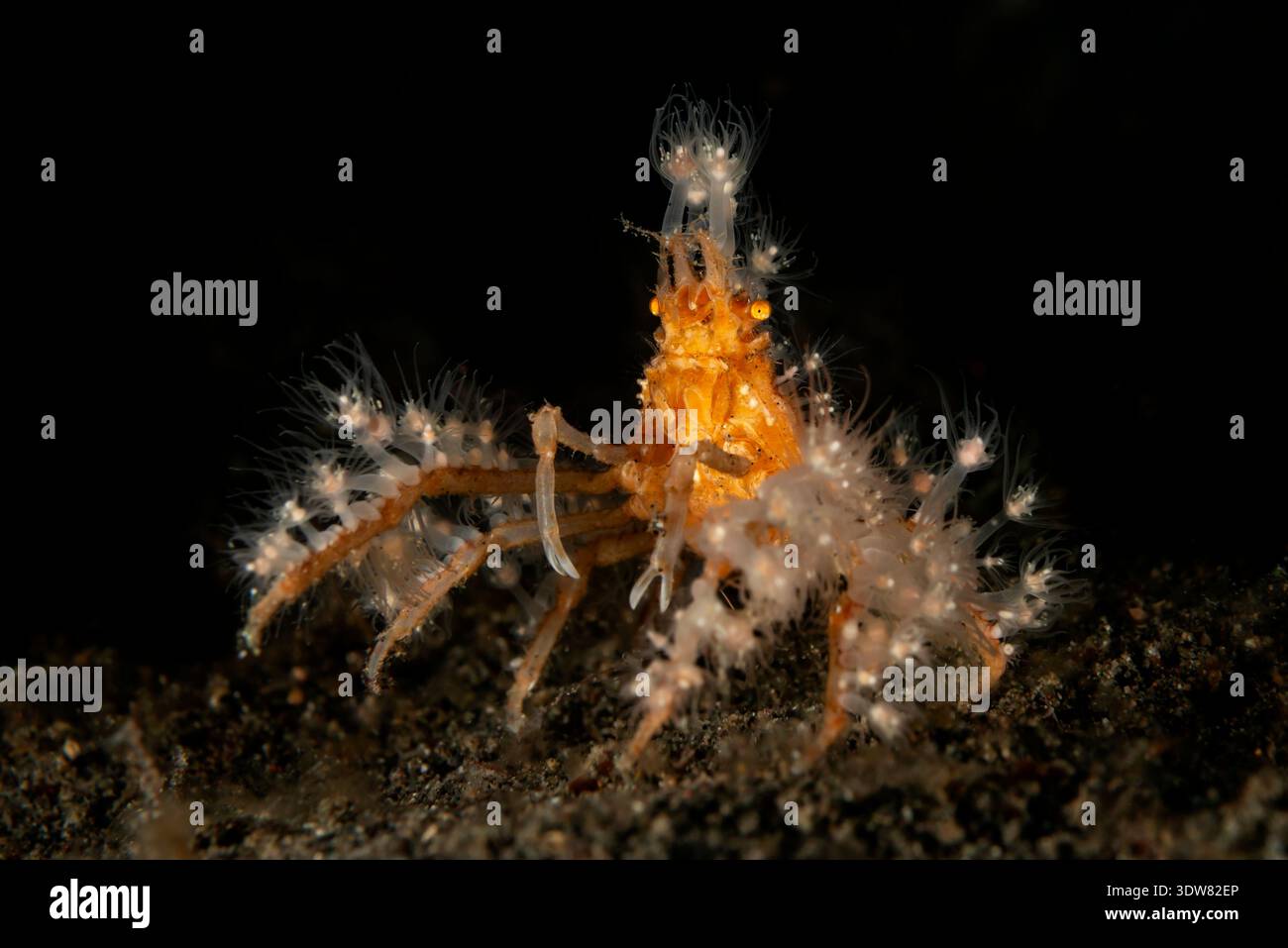 Achaeus spinosus, granchio ragno corallino molle, Lembeh, stretto di Lembeh, Mare delle Molucche, Indonesia Foto Stock
