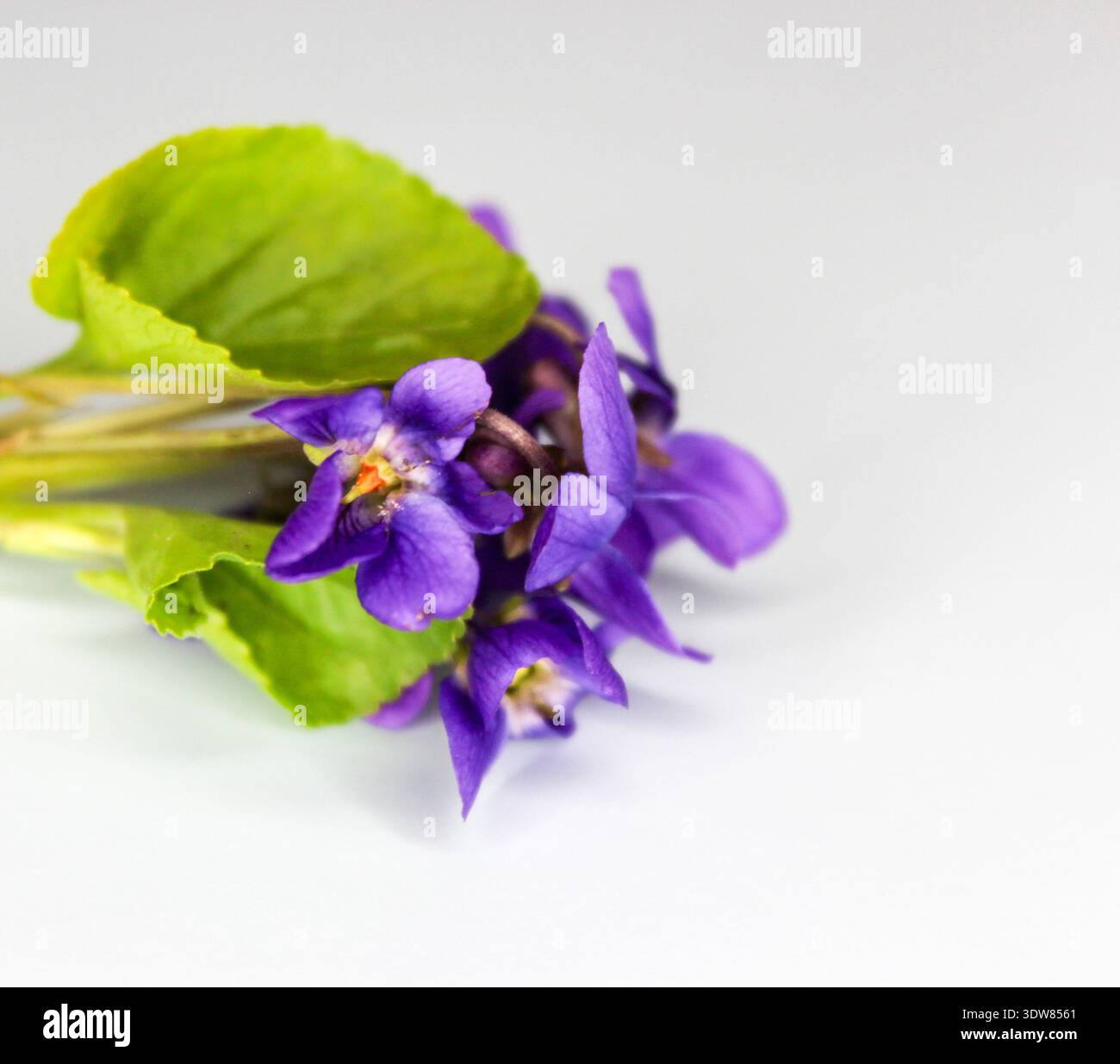Piccolo e carino bouquet di violette. Primo fiore primaverile Viola odorata su sfondo azzurro. Foto Stock