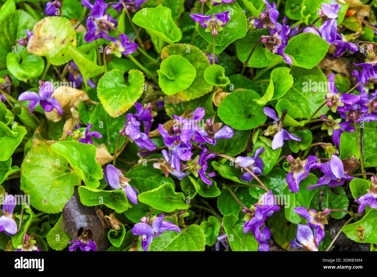 Campo di fiori viola che fiorisce in primavera. Il primo fiore primaverile è Viola odorata. Foto Stock