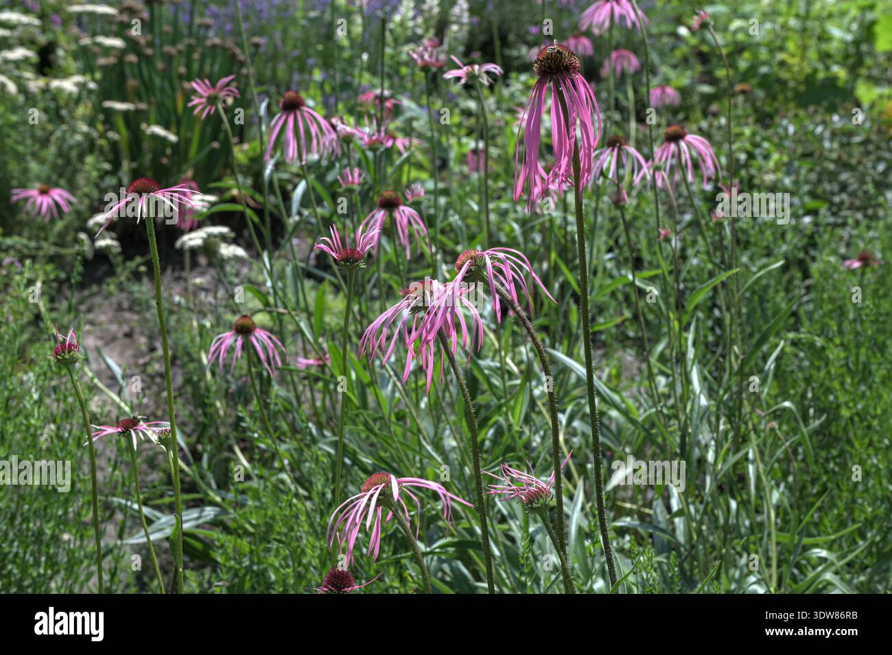 Fiore viola (Echinacea pallida), primo piano, in un giardino in primavera. Echinacea pallida, o comunemente chiamato pale Purple Coneflower, in fiore nella S Foto Stock