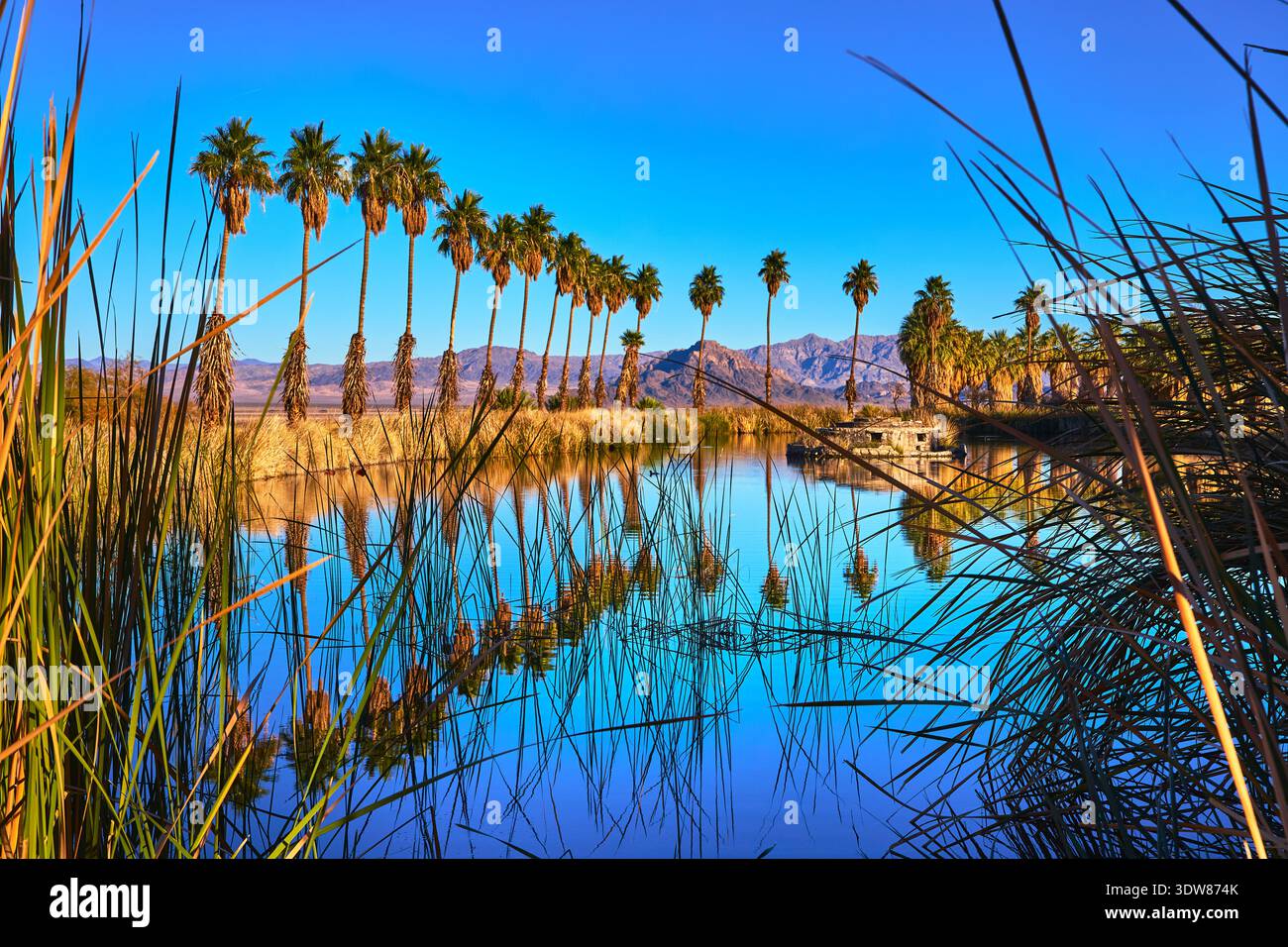 Palme che si riflettono nel laghetto del deserto con cielo blu e l'oasi delle montagne Mojave Foto Stock