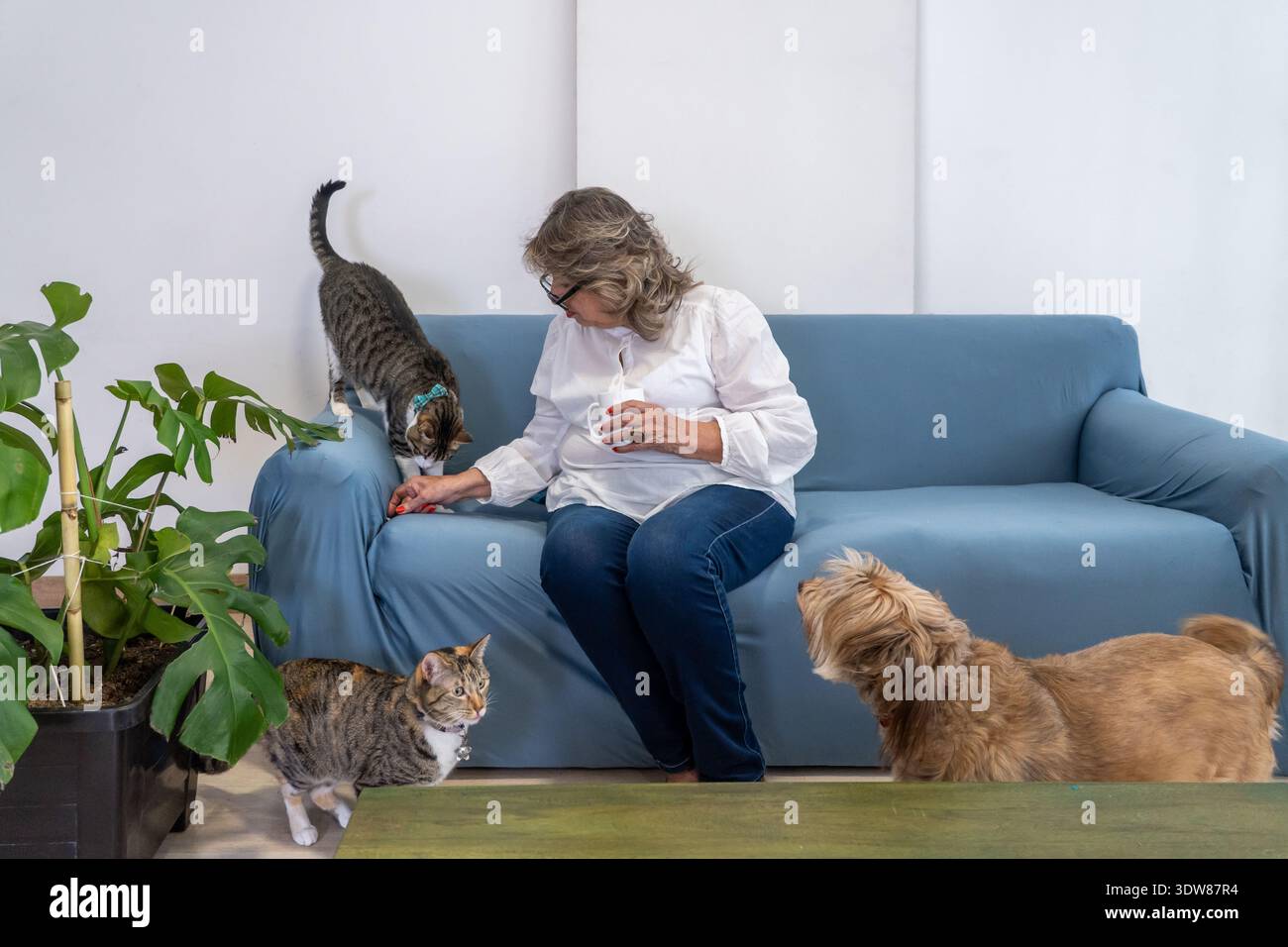 Donna seduta su un divano che interagisce con i suoi gatti e il suo cane a casa Foto Stock