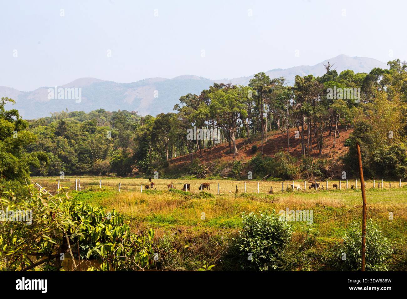 Vasti pascoli verdi con mucche da pascolo recintate da pali di legno, sostenuti da fitte foreste di pini su colline ondulate sotto la lontana nebbiosa montagna dei Ghati occidentali Foto Stock