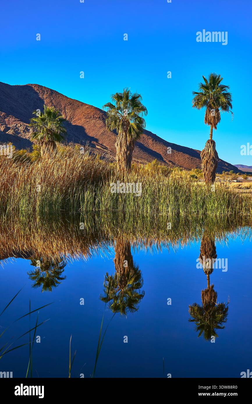 Palme che si riflettono nel laghetto del deserto con erba e montagne in piena luce del sole Foto Stock