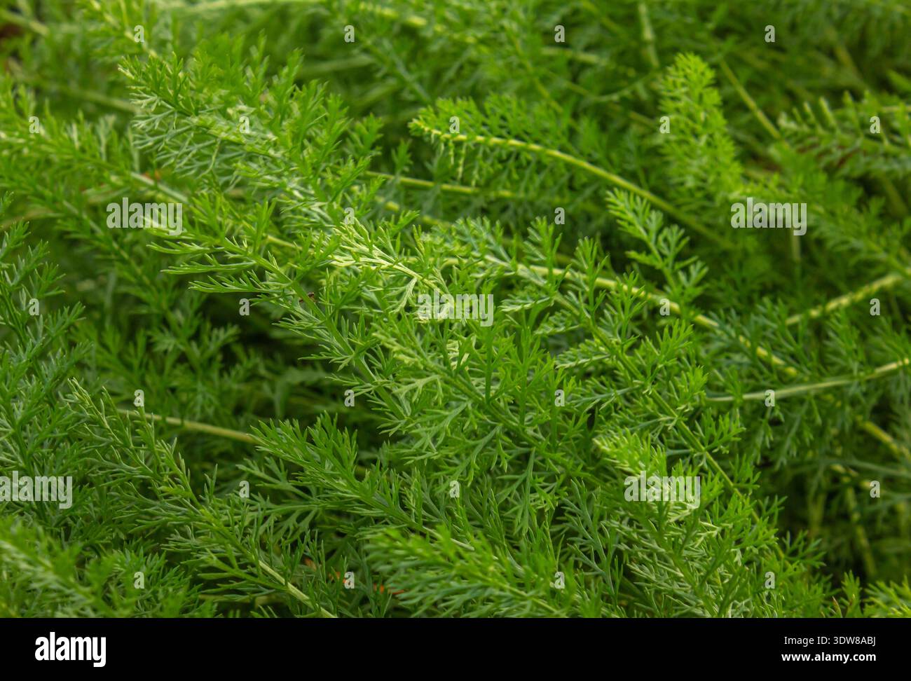 Primo piano dei rami verdi dello sfondo Yarrow Achillea millefolium. La freccia verde Achillea millefolium ha la consistenza delle foglie. Foto Stock