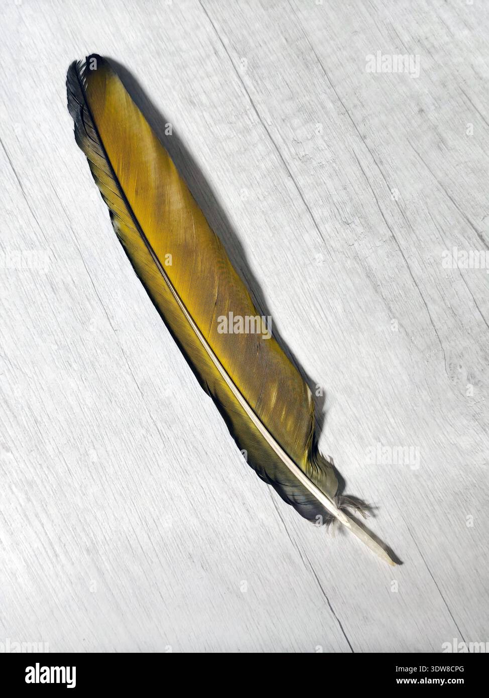 Su uno sfondo grigio giace una piuma d'uccello. Una grande piuma gialla di pappagallo d'ara. Foto Stock
