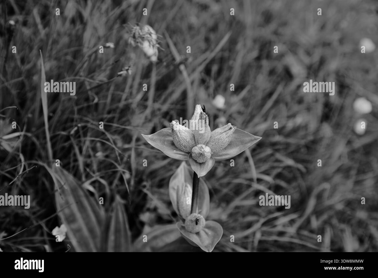 Un primo piano bianco e nero di Un fiore a Greina, Svizzera, che mostra l'eleganza della natura. Foto Stock