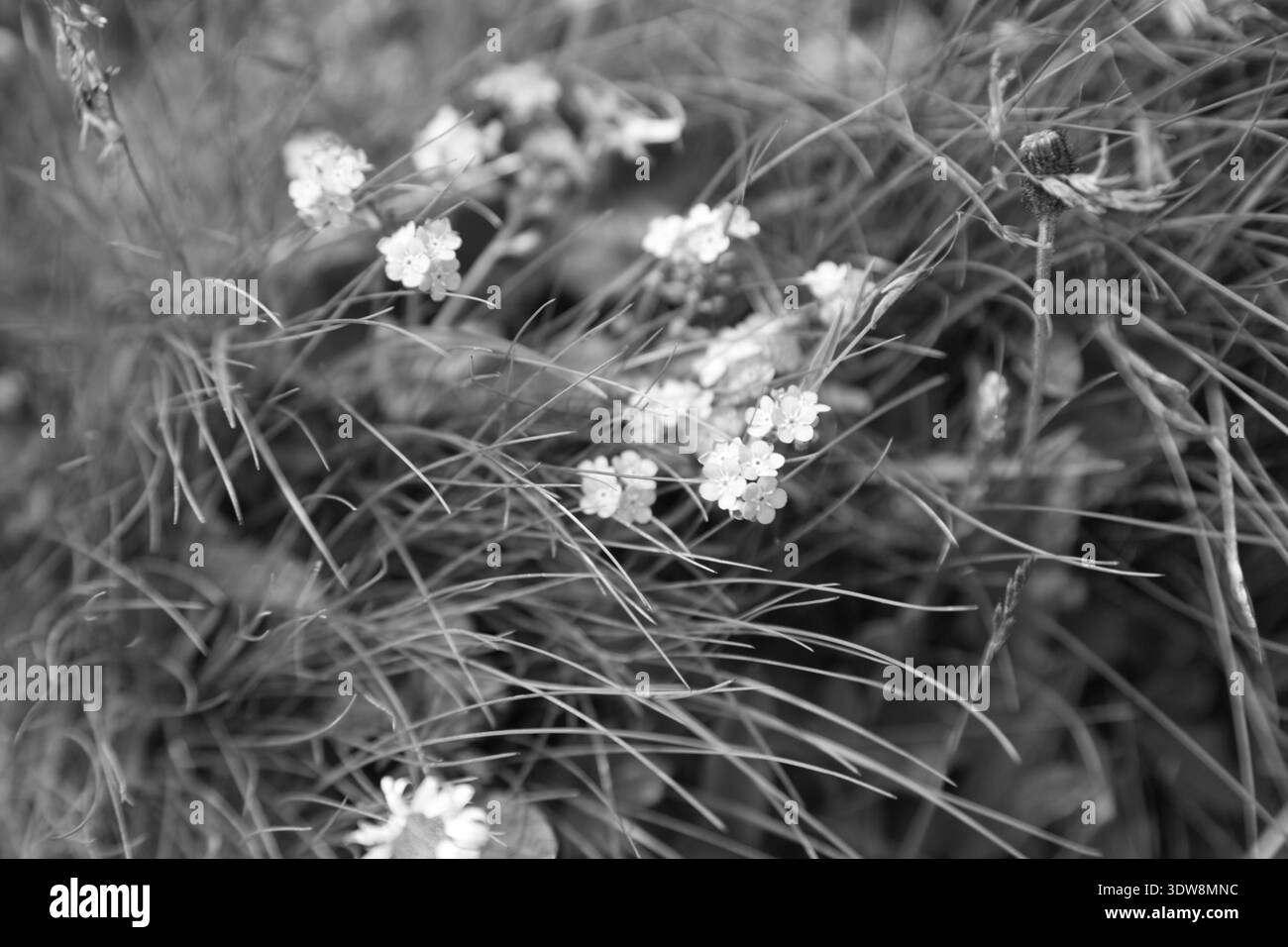 Foto in bianco e nero dei fiori delicati in un ambiente naturale. Foto Stock