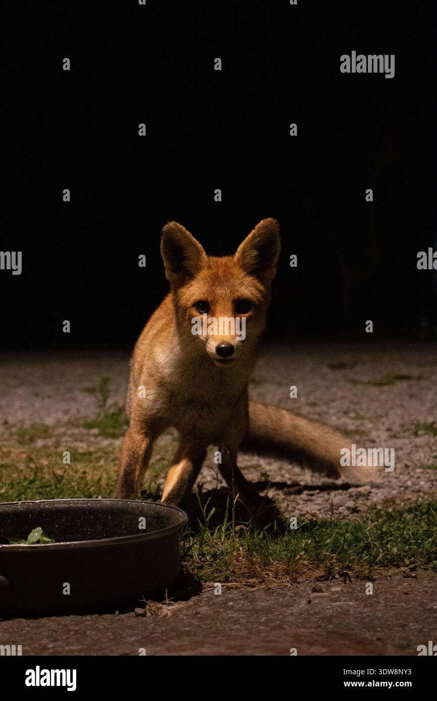 Fox fissa la fotocamera, Ritratto ravvicinato, Italia Foto Stock