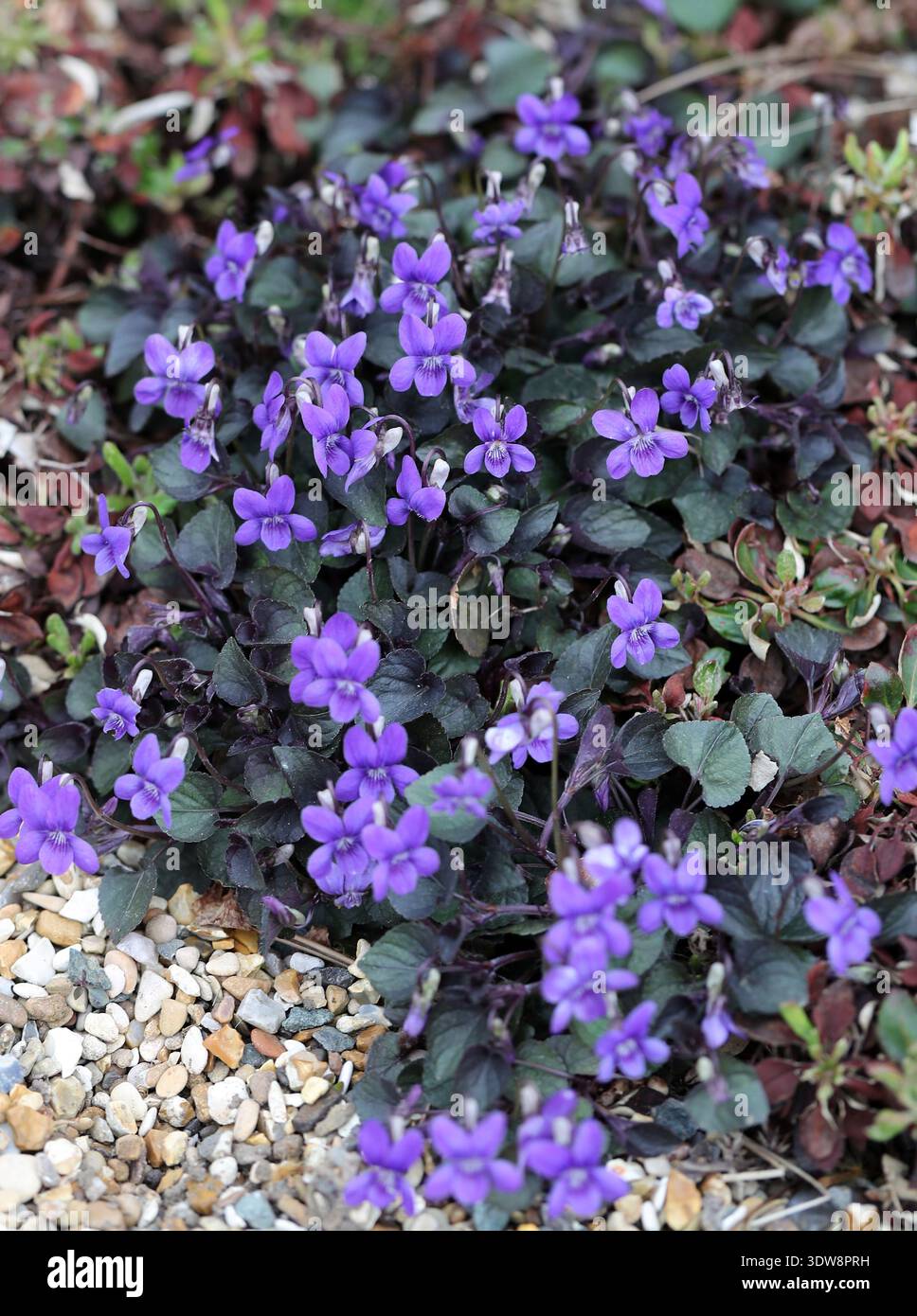 Violetto inglese, violetto comune, violetto legno, violetto dolce, violetto fiorista, o Viola da giardino, Viola odorata, Violaceae. Regno Unito, Europa. Foto Stock