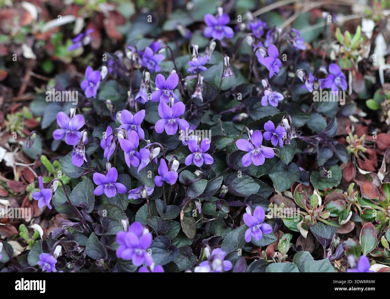 Violetto inglese, violetto comune, violetto legno, violetto dolce, violetto fiorista, o Viola da giardino, Viola odorata, Violaceae. Regno Unito, Europa. Foto Stock
