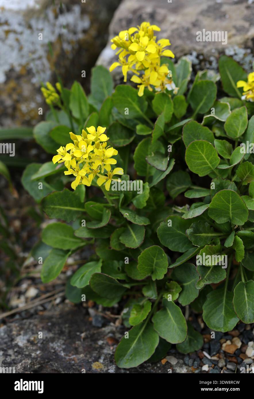 Cavolo di Maiorca, Brassica balearica, Brassicaceae. Isole Baleari, Mediterraneo. Alias. Co in mare, col Borda. Foto Stock