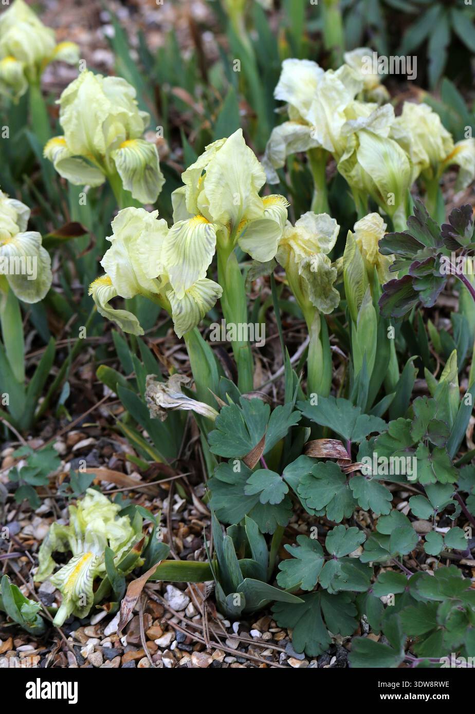 Crimean Iris, Iris lutescens, Iridaceae. Francia, Spagna e Italia, Europa. Iris lutescens, l'Iris di Crimea, è una pianta rizomatosa in fiore. Foto Stock