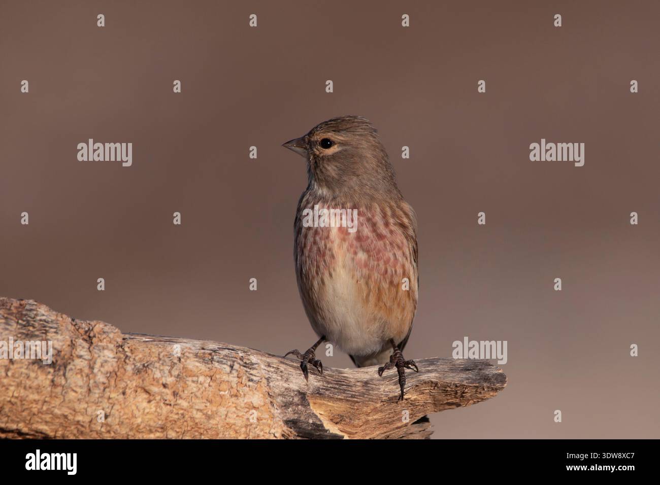 tiglio comune maschile (Linaria cannabina) arroccato su un vecchio tronco, piccolo uccello passerino con caldo piumaggio marrone su un morbido sfondo naturale. Foto Stock