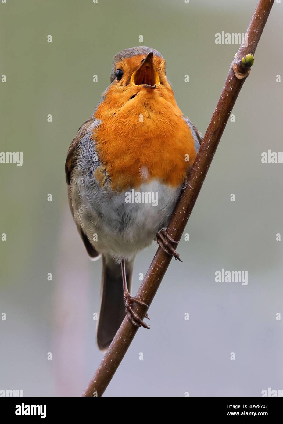 Un Robin (erithacus rubecula) nelle colline del Cotswold nel Gloucestershire nel Regno Unito Foto Stock