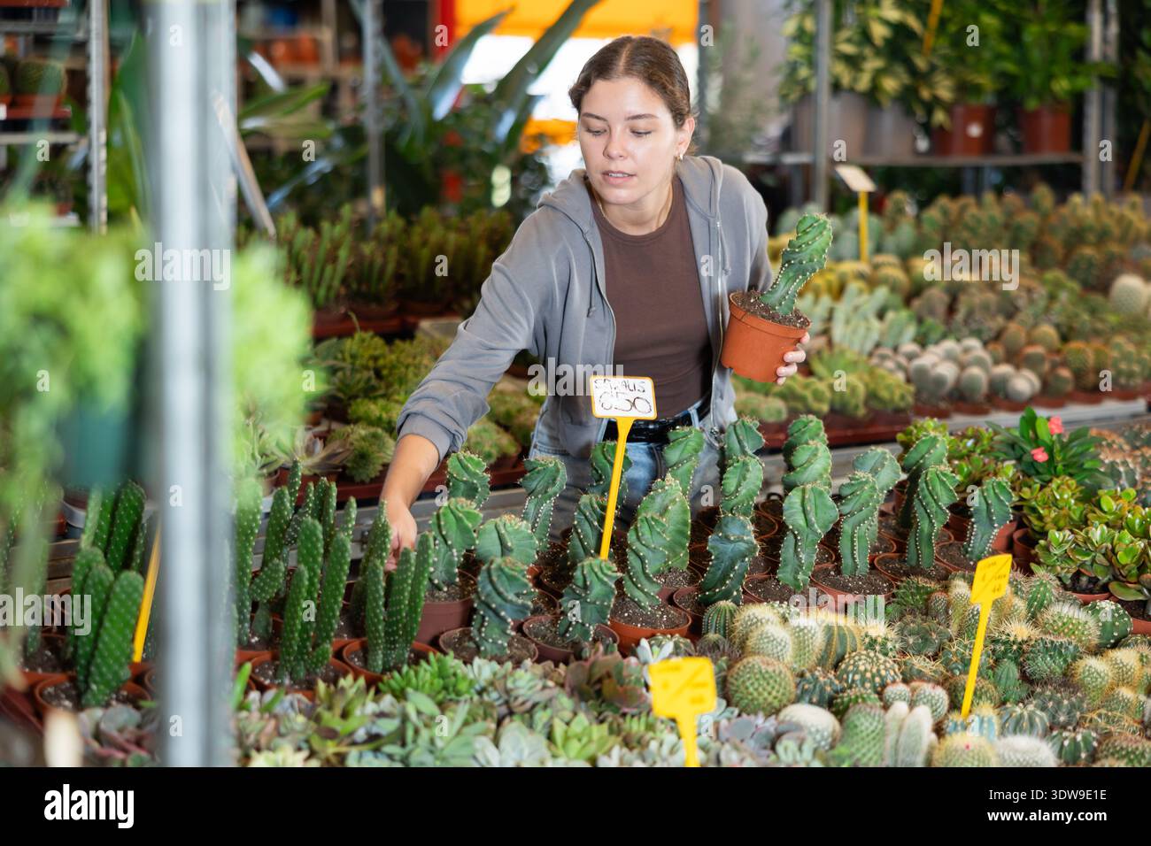 Girl lavora come assistente nel magazzino di un negozio di impianti, rivede la piantina di cactus Foto Stock