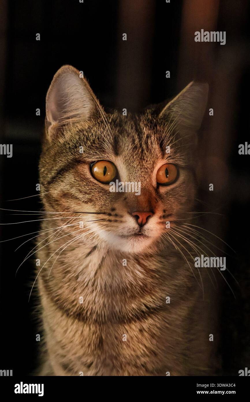 Ritratto di un adorabile gatto tabby femminile. Foto Stock