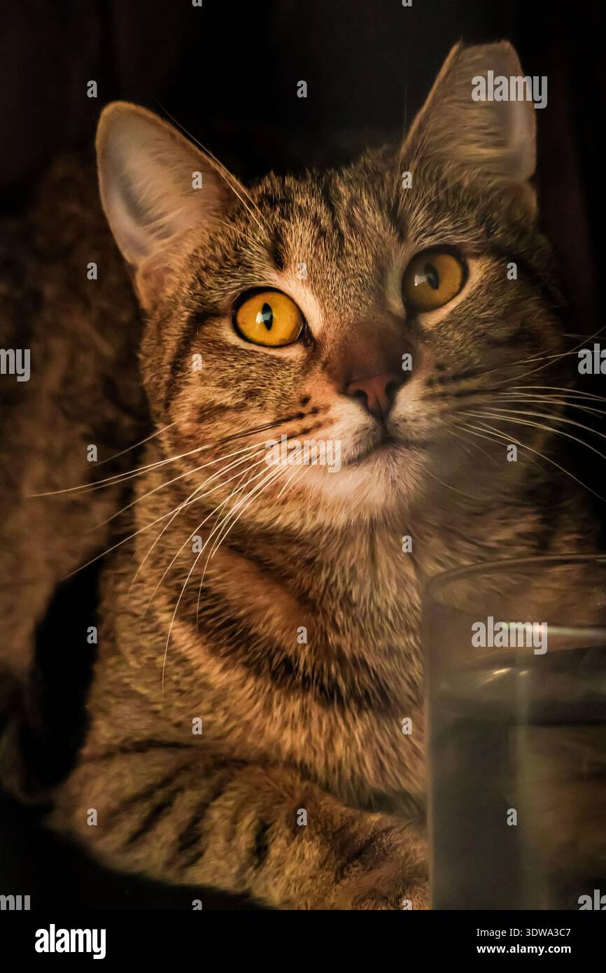 Ritratto di un adorabile gatto tabby femminile. Foto Stock