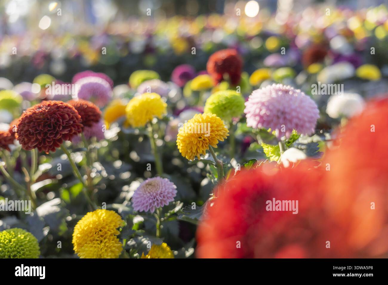 Bellissimo fiore color crisantemo fiorito in giardino. vivace sfondo vegetale per la primavera con sensazione di gioia e freschezza. allegro e vivace Foto Stock