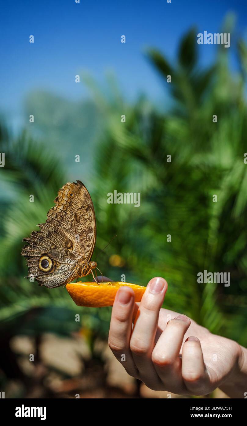 Grande farfalla di gufo arroccata su una fetta di arancio tenuta da una mano, su uno sfondo tropicale con cielo blu e foglie di palma Foto Stock