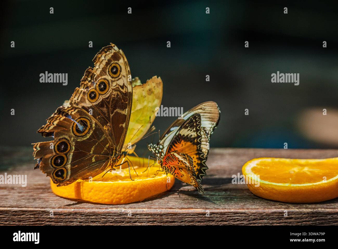 Due farfalle, una farfalla gufo marrone con grandi punti di vista e una vivace laccatura arancione, si nutrono insieme su una fetta di arancia su una superficie di legno. Foto Stock