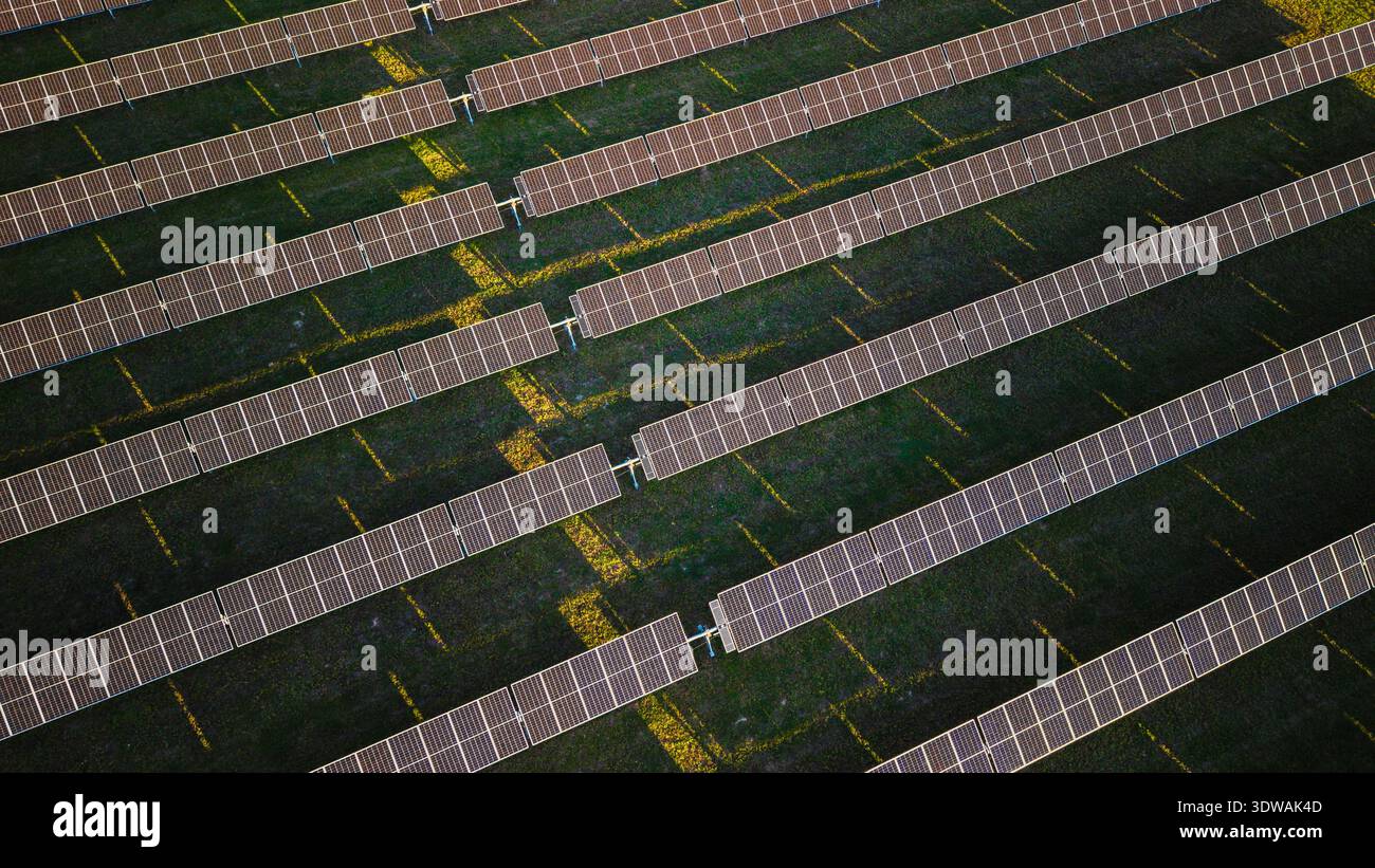 Vista dall'alto dei pannelli a energia solare disposti in file su un campo verde illuminato dalla luce del sole mattutino. Foto Stock