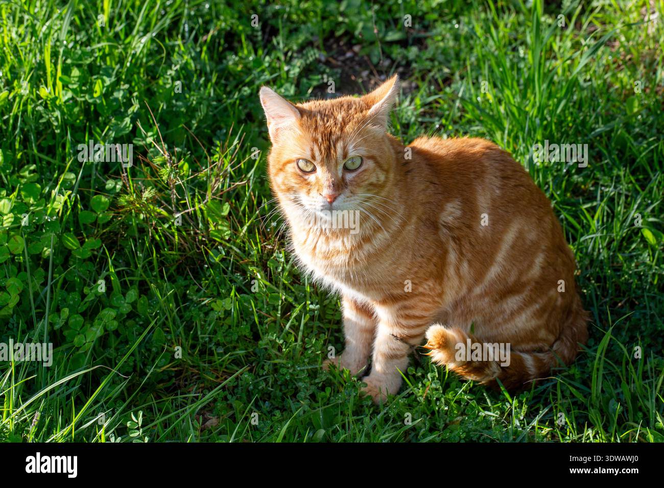 Un gatto tabby giallo e arancione seduto sull'erba nel giardino. Foto Stock