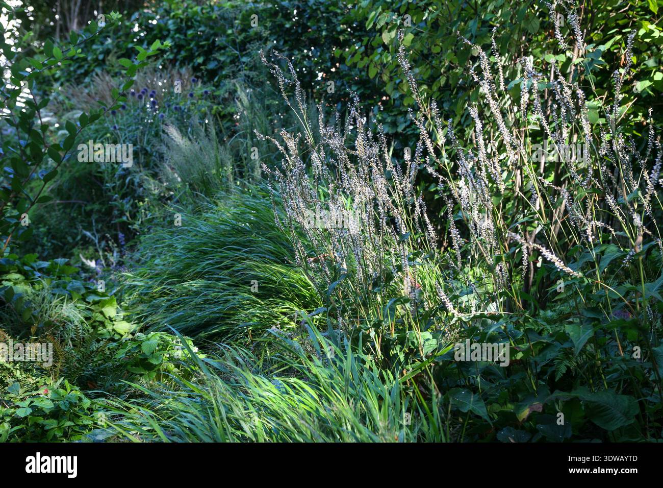 Bistorta amplexicaulis 'Alba' (Persicaria amplexicaulis 'Alba') in fiore in uno schema di piantagione tollerante all'ombra con Hakonechloa macra Foto Stock