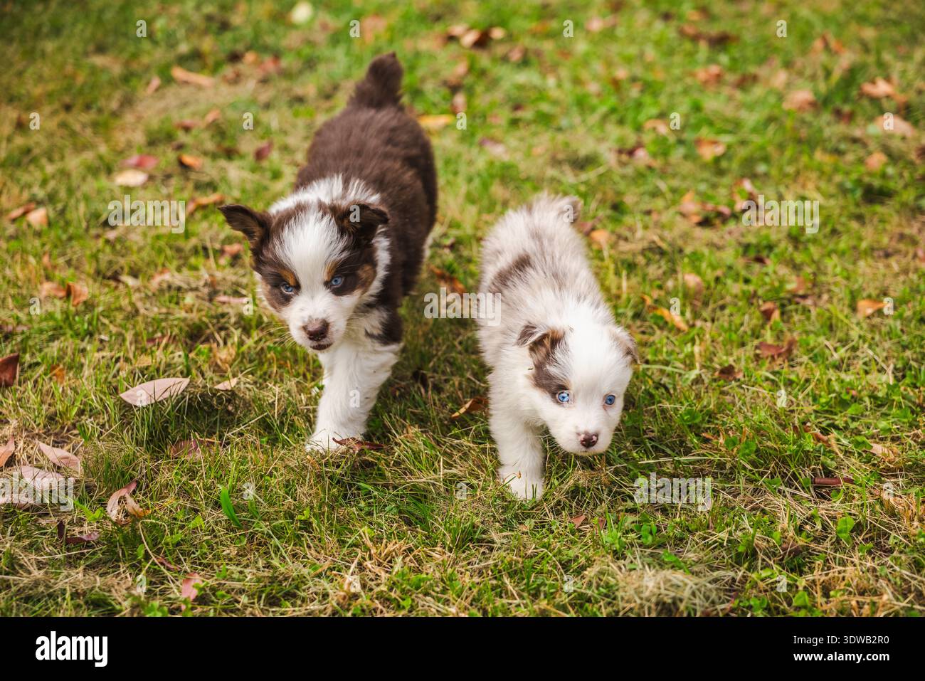 Due cuccioli di pastore australiani che camminano fianco a fianco su erba verde, soffici cani bianchi e marroni con occhi blu esplorando il parco autunnale Foto Stock