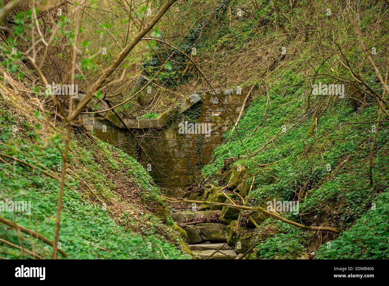 Vecchia costruzione in pietra in rovina ricoperta di edera e muschio in un fitto burrone della foresta. Misterioso luogo abbandonato, natura che reclama il concetto di architettura Foto Stock