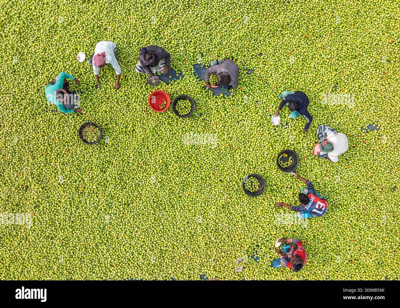 Rajshahi, Bangladesh - 4 gennaio 2026: Veduta aerea dei lavoratori in mezzo a un mare di verde, raccogliendo prodotti con secchi vibranti e contenitori scuri. Foto Stock