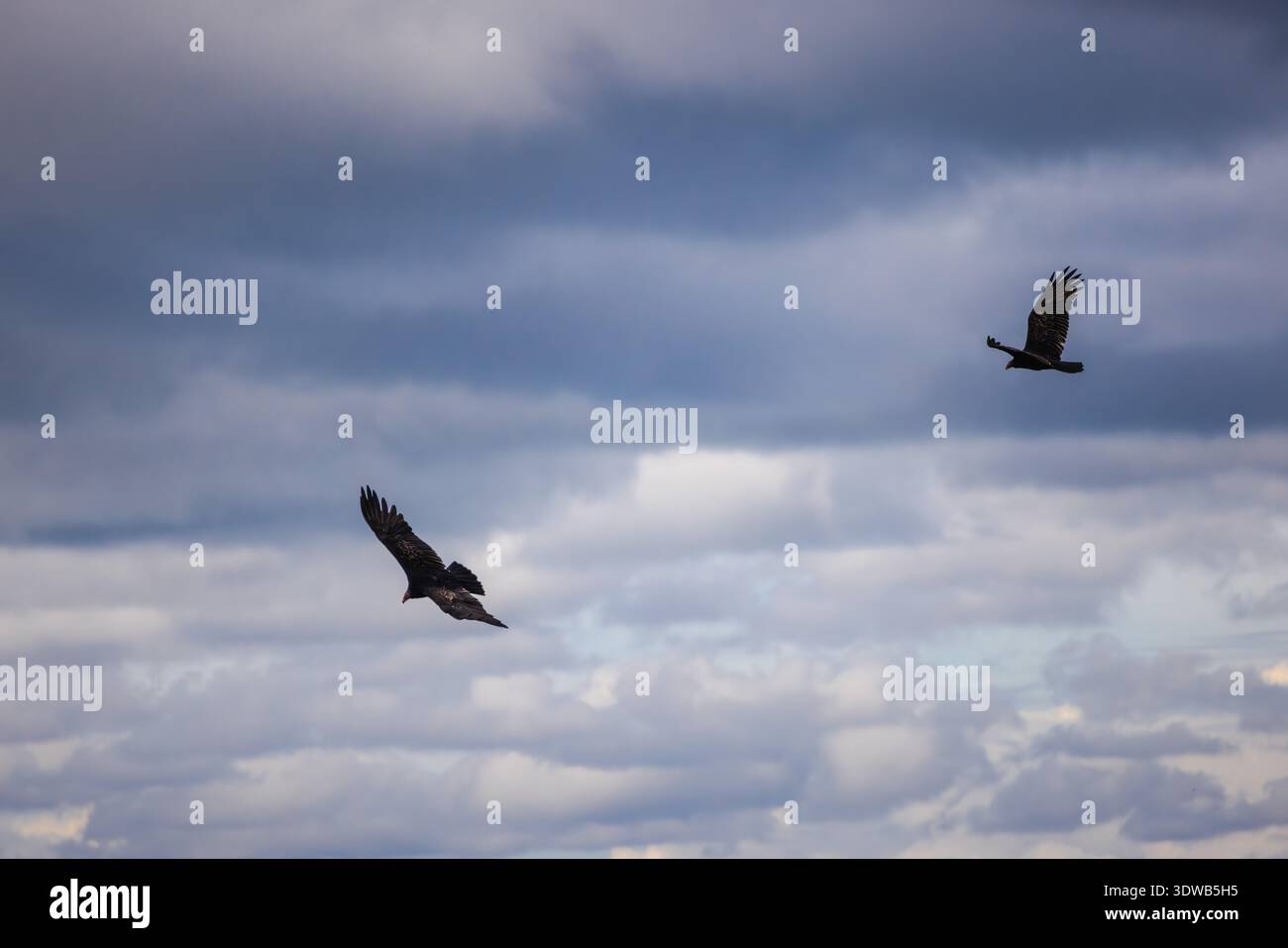 Due avvoltoi di tacchino che volano sotto un cielo nuvoloso, le ali si spalancano mentre scivolano in aria senza sforzo in un pomeriggio tranquillo. Foto Stock