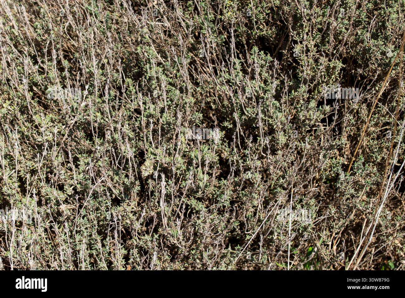 Primer plano de arbusto de tomillo silvestre (Thymus vulgaris) creciendo en el campo bajo luz Solar Foto Stock